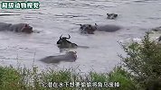 角马为了喝水被鳄鱼抓住，怎么挣扎都不能逃脱，河马前来营救