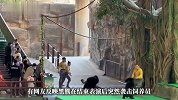 杭州野生动物园一黑熊表演时突然发狂，按倒饲养员撕咬