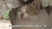 残疾流浪猫每天上街乞讨，然而自己却不吃，结局太感人