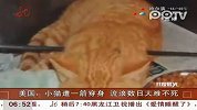 美国小猫遭一箭穿身 流浪数日大难不死