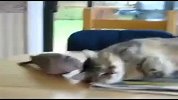 这只鸽子太“撒鼻息”！懒猫也不是好惹的！