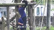 熊猫赖在树上不下来，可把俩奶爸给愁坏了，下一秒忍住别笑