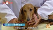 犬猫到底什么时候绝育好，你真的知道吗？