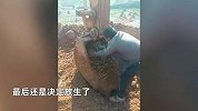 男子开挖机竟然挖到野兔子，停下工作小心将野兔取出，结局很意外