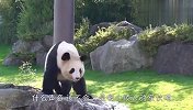 动物园飞进来一只鸟，熊猫气地追了好几里地，场面笑爆了