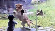 小屁孩大战狮子毫不畏惧