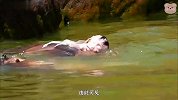 猴妈妈带孩子游泳，小猴子却不愿下水，就一直骑在妈妈身上