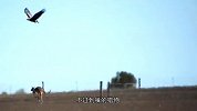 老鹰捕食“老鼠”，结果发现不对劲：这耗子也太大了吧