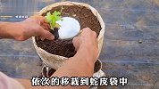 你敢相信吗？奶茶杯加编织袋，就可以种植出一大袋生菜
