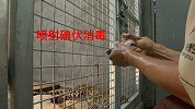 专家现场诊断杭州第二只外逃金钱豹伤情：右后肢外伤，趾甲丢失