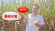 今年雨水多地里全是水，玉米大面积淹死种子钱不够，农民欲哭无泪