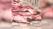 恶心！香港一市场将猪肉堆地上引群鼠啃食 开业后照常贩卖
