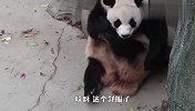 熊猫必备技能之挠痒痒，真是看一次笑一次，这些家伙太好玩了