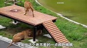 雄狮兽老心不老，在外面招惹其它年轻母狮，结果全被媳妇看在眼里