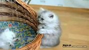 短腿小奶猫 爬不进窝真苦恼