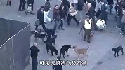 一群流浪狗围攻警犬，警犬会是什么反应？网友-真不愧是警犬！