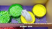 海洋球池迷宫，多元障碍机关小仓鼠能挑战成功？