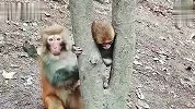 小猴子头卡树杈，猴妈妈干着急