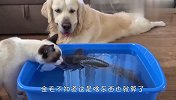 铲屎官买了条鱼，猫和狗看后啥反应？场面笑爆了