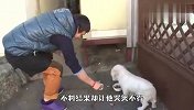 狗狗每天都会偷偷出门，主人暗中观察，结果让他哭笑不得