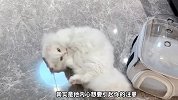 猫被养熟的表现，在人类身上踩奶？