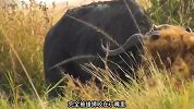 雄狮和野牛展开激烈的厮杀，野牛千斤之躯毁于一旦，太惨了