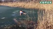 小狗被困冰面，发出嚎叫声，男子冒险解救