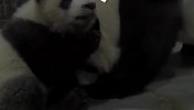 食物和亲情哪个重要？熊猫用实际行动来回答，场面笑爆了