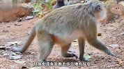 猴妈妈为让小猴子断奶，真是操碎了心，态度也发生180度转弯