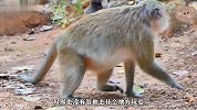 猴妈妈为让小猴子断奶，真是操碎了心，态度也发生180度转弯