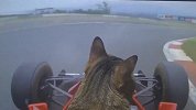 太萌啦！小猫咪在开F1赛车？看了三遍才发现真相
