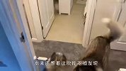 铲屎官和3只哈士奇玩捉迷藏，过程看一次笑一次，结局太意外了
