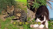 全网的猫咪打架名场面，最后的银渐层欺负小鸟？
