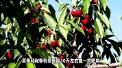 樱桃树的养殖方法和注意事项