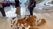 铲屎官带8只柯基逛商场，结果被一群人围观，狗脸都要丢光了！