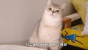 自从家里飞进去一只虫子，猫咪就成了这样，看完忍住别笑