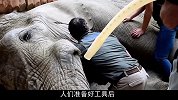 大象长了蛀牙感染，救援小哥医治无效，最后只能采取非常手段！