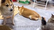 主人给柴犬刷牙，猫咪还以为是吃好吃的，接下来忍住别笑