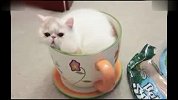 [搞笑]來杯貓茶飼主反諷世界上沒有茶杯貓