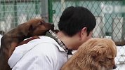 男子10年来收留600只流浪狗月投入4万 妻子反对离了婚