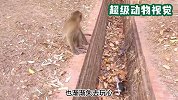 流浪猫被猴子抓住，猴子学着人类在河边遛猫，结果打滑掉进了河里