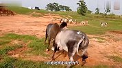 这两头牛都是倔脾气，一见面就用牛角撞到一块，谁也不服谁