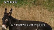 马和驴结合生下的孩子叫骡子 、可为何骡子却不能生育呢