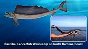 美海滩现恐怖怪鱼 嘴长满獠牙引轰动