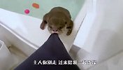 水獭想让主人陪自己洗澡，死死拽住衣服不肯松口，场面笑翻了