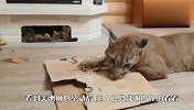 宠物美洲狮发怒要拆家，主人只能眼睁睁看着，这谁敢动？