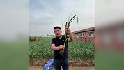 蒜薹太多抽不完？河南男子喊话网友免费抽蒜薹走红：想抽多少抽多少
