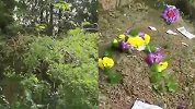 4600万的别墅门外趴着坟头 一到清明就有人烧纸