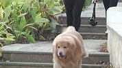 广西一4岁女童被狗撕咬3分钟遍体鳞伤 狗主人仍未找到