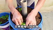 只需要塑料桶和塑料管，就能在阳台种芹菜，30天后采收一箩筐芹菜